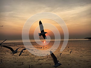 seagull in sunset