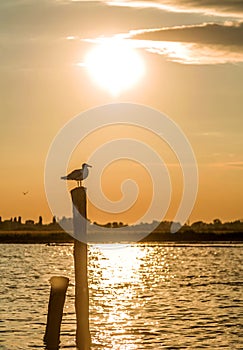 Seagull in sunset in Venice, Italy
