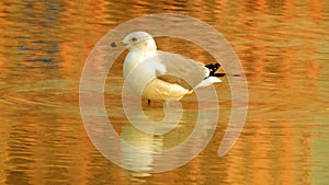 Seagull resting on the beach water
