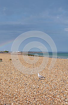 Seagull in sunshine on a pebble beach, rainbow arches across sky