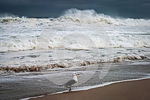 Seagull and the Surf