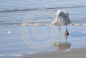 A seagull in the surf