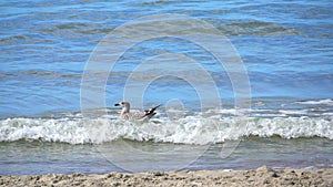 Seagull sways on the waves, slow motion