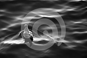 Seagull swiming in the sea, Monochrome color