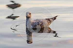 A seagull swimming at the Alster Lake under sunset in Hamburg, Germany