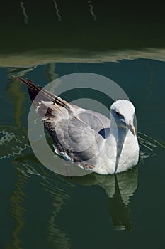Seagull swimming lateral view (vertical).