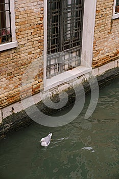 A seagull swims down a canal in Venice.