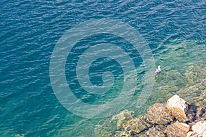 Seagull swims in sea near rocks