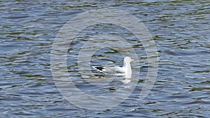 A seagull swims on the water.