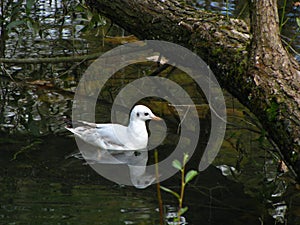 A seagull swims in the water under a tree