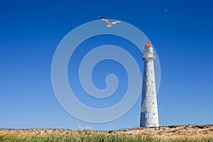 Seagull at the Tahkuna lighthouse in  sunny day, Estonia