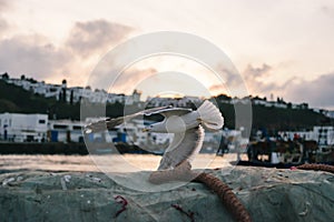 Seagull take off from a dew, M'Diq, Morocco