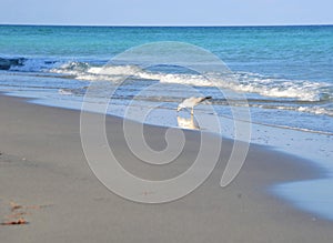 The seagull takes advantage of the calm ocean to search for a meal at the shoreline