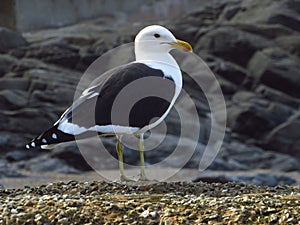 A seagull takes a break on a tidal pool wall.