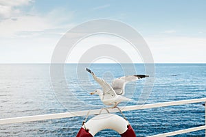 Seagull takes off on a life preserver. The Black Sea waterfront.
