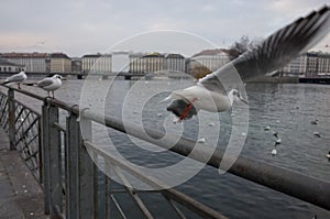 Seagull taking flight with the harbour of Geneva, Switzerland in the background.