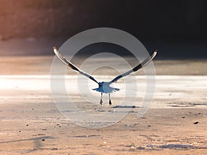 Seagull Taking Flight from Ice