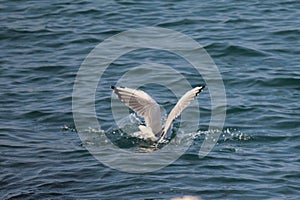 Seagull taking flight photo