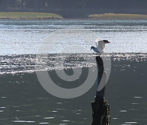 Seagull taking flight from a wooden pole