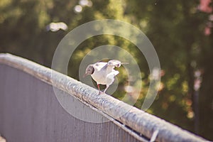 A seagull taking off