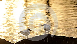 Seagull talking to each other