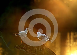 Seagull talking to each other