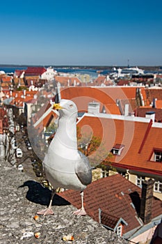 Seagull in Tallin