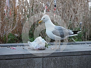 A seagull tears a garbage bag open
