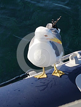 A seagull on a tender in a blue Croatian bay