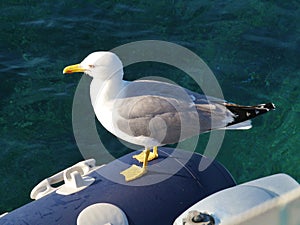 A seagull on a tender in a blue Croatian bay