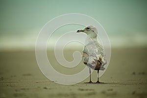 Seagull or Tern on the Beach