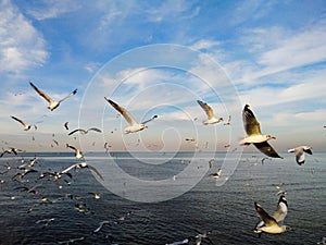 Seagull in Thailand