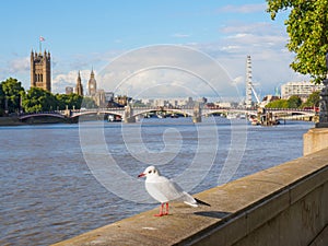 A seagull at the Thames River embankment with the Big Ben, Houses of Parliament and London Eye on the background.
