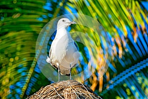 Seagull on thatched roof on the beach of Playa Del Carmen, Yucatan, Mexico