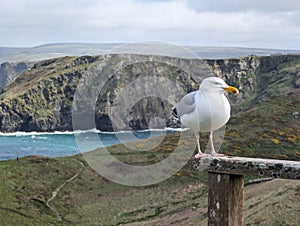 A seagull at Tintagel Castle in Cornwall, England, from the mainland.