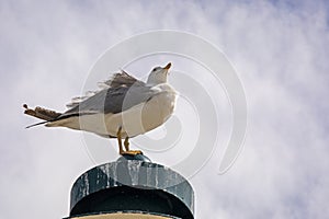 seagull on the tip of a pendulum in anticipation of a storm at sea.