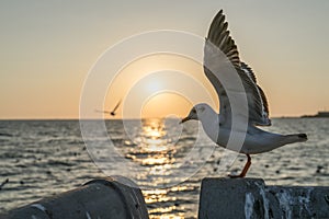 A seagull that is about to fly and wings spread up high