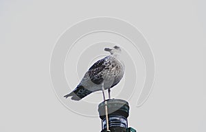 Seagull on top of a boat mast