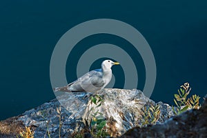 Seagull on top of a cliff against the blue sea