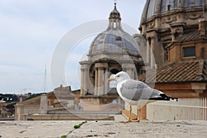 Seagull on top of the San Pietro Dome, Vatican City