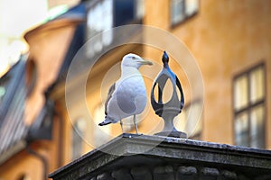 Seagull on top of statue Jarntorgspumpen in Gamla Stan, Stockholm, Sweden