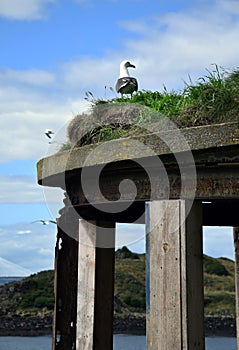 Seagull on the top of the War Fortification