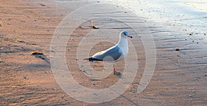 Seagull on Topsail Island in North Carolina