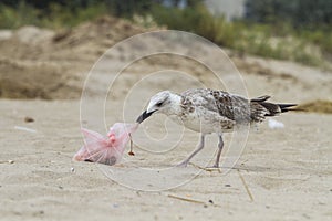 A seagull with a trash bag near on a beach by the sea, Black Sea, Zatoka, Odesa, Ukraine