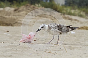 A seagull with a trash bag near on a beach by the sea, Black Sea, Zatoka, Odesa, Ukraine photo
