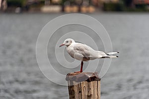 Seagull on the trunk with lake background