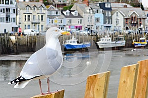 Seagull in a typically British seaside town setting