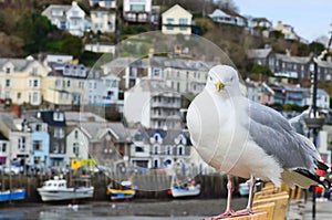 Seagull in a typically British seaside town setting photo