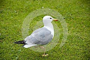 Seagull in the UK on grass to entice worms to the surface for food. gull walk in italy park. beautiful and funny seagull on green