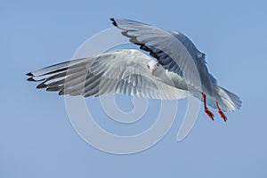 Seagull under spread wings